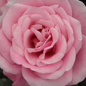 Buy Roses Online - Pink - bed and borders rose - floribunda - discrete fragrance -  Milrose - Georges Delbard, Andre Chabert - Cluster-flowered, beautiful pink bed and borders rose. Can be planted in a bed mixed with perennials.